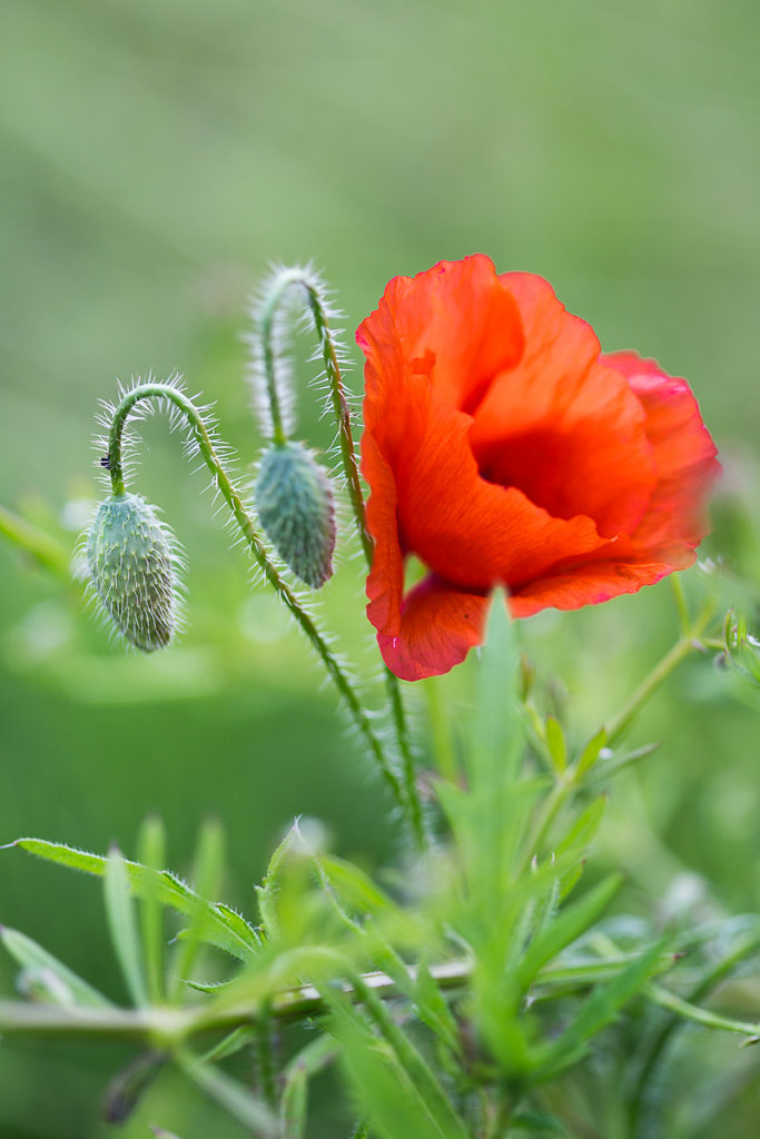 Mohn