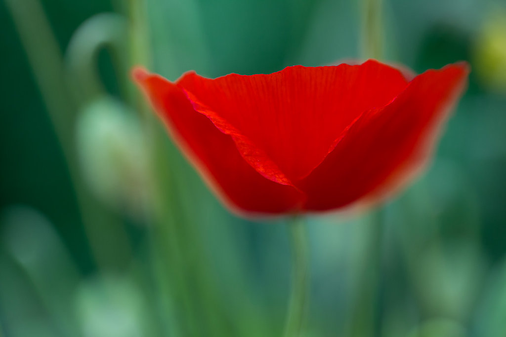 Mohn