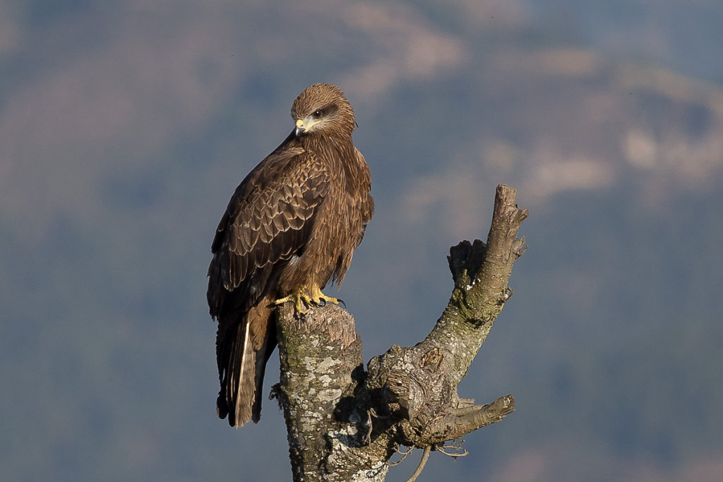 Greifvogel