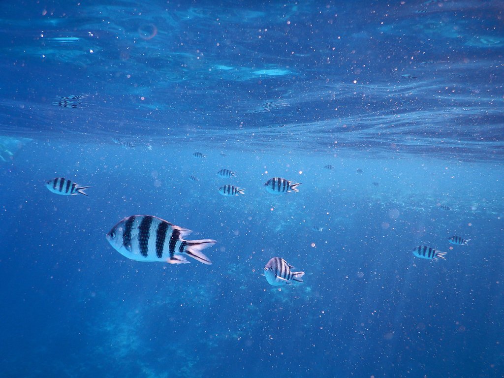 Fische