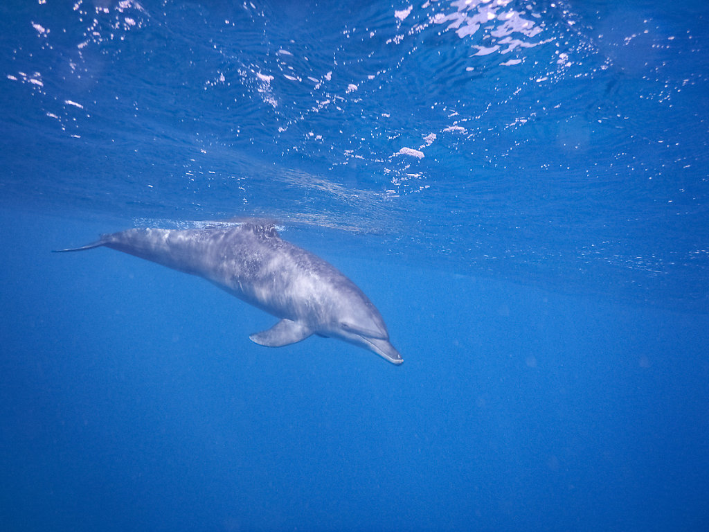 Delfin