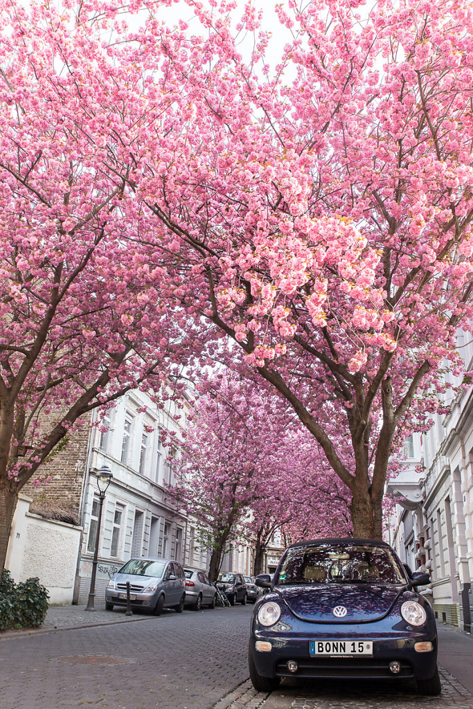 Ein Traum in pink